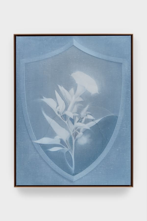Shield (Jimsonweed)