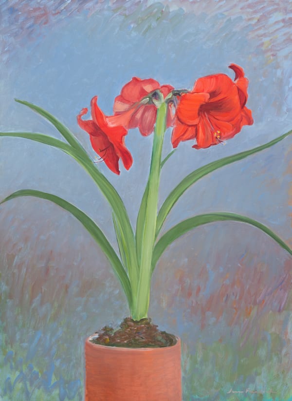 Amaryllis Against Blue