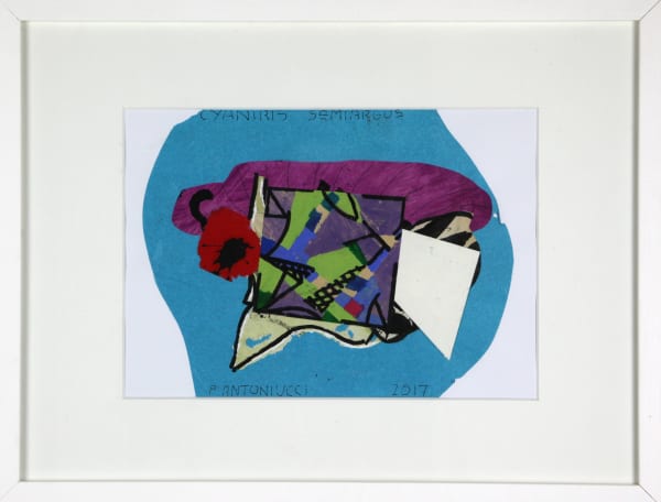 Pierre ANTONIUCCI, Cyaniris - Semiargus, 2017