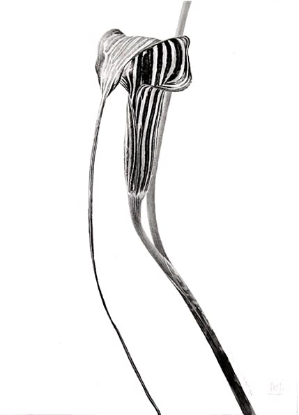 Marianne Hazlewood, Arisaema cilliatum 'Hello'