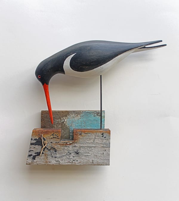 Alex Malcolmson, Oyster Catcher