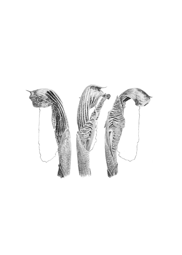 Marianne Hazlewood, Arisaema griffithii 'Triptych'