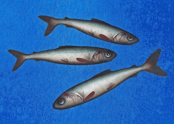 Donald Provan, Sharp (153)