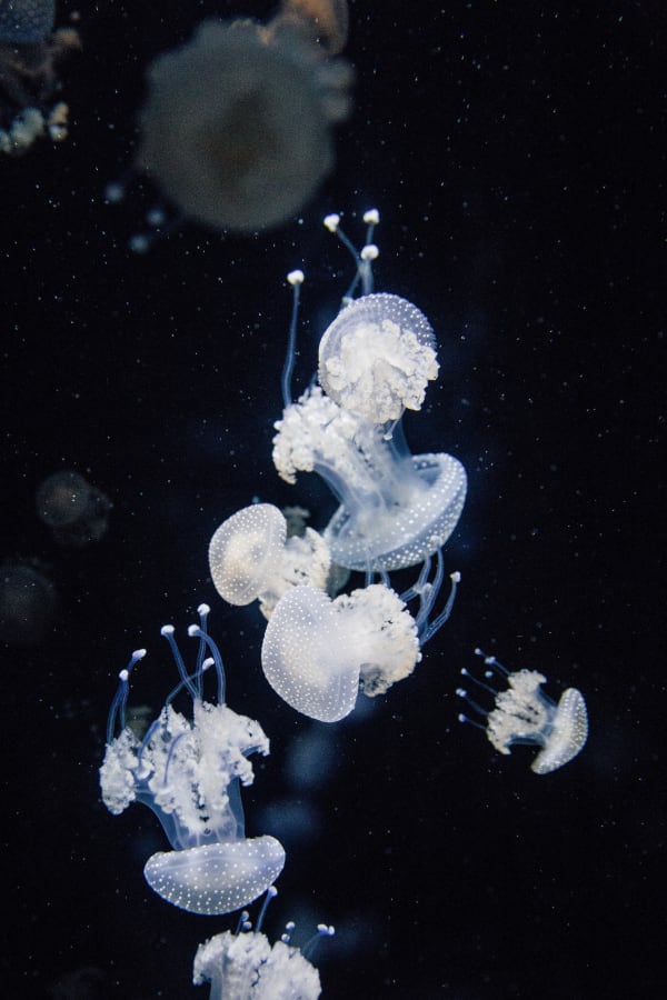 Jellyfish Series