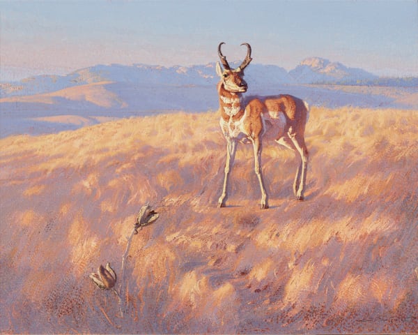 Charles Timothy Prutzer, Pronghorn at the Wagonhound