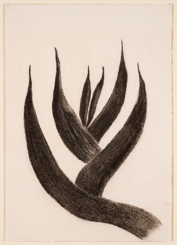 Rebecca Salsbury James, Gladiola Leaves #3