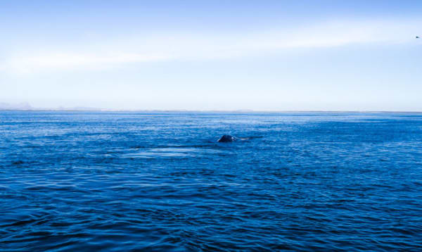 29. ballenas # 1