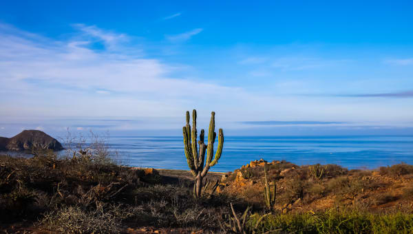 509 ocean and desert, cactus