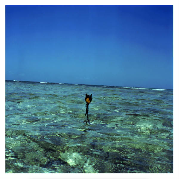 Juan Carlos Alom, Nacimiento de una isla, 2011