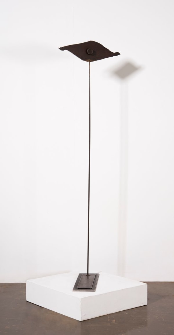 Carolina Sardi, Eye, 1995-2018