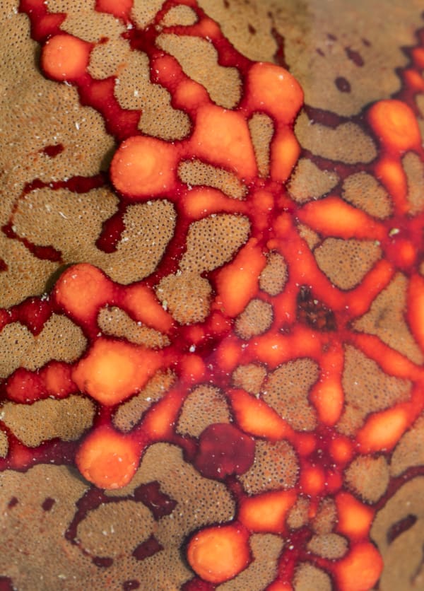Nature Unwrapped Orange - Reef I