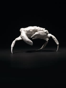 Finger Crab, 2008