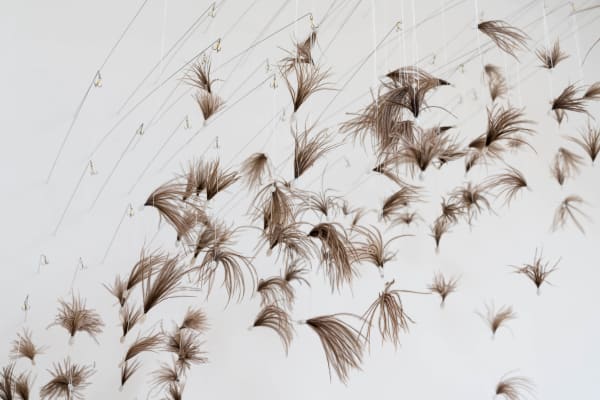 Susie MacMurray Murmur, 2020 Ostrich feather barbs, piano wire, fish hooks, wax and upholstery thread Dimensions: Site Specific Edition of 3