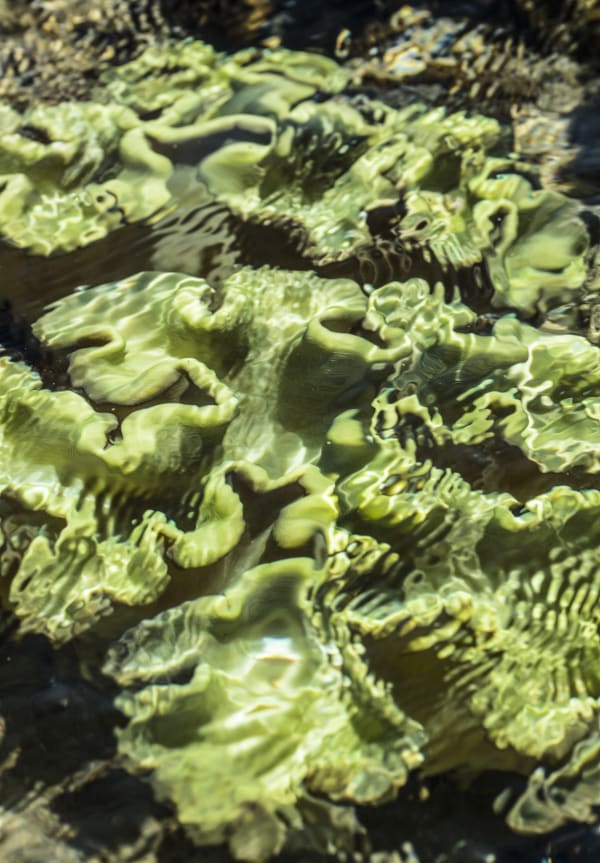 Nature Unwrapped Green - Reef I, 2019