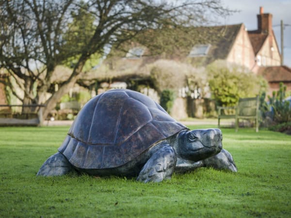 Tortoise