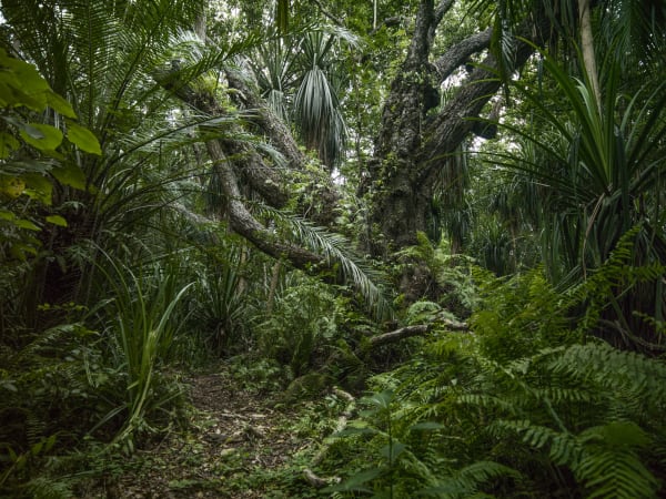 Nature Unwrapped - Jozani Forest III