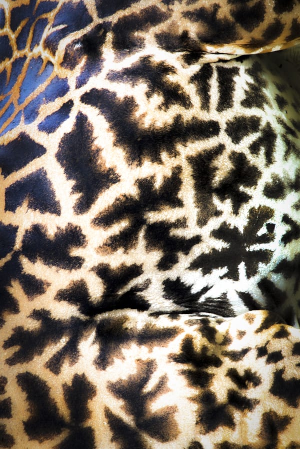 Nature Unwrapped Orange - Giraffe Skin