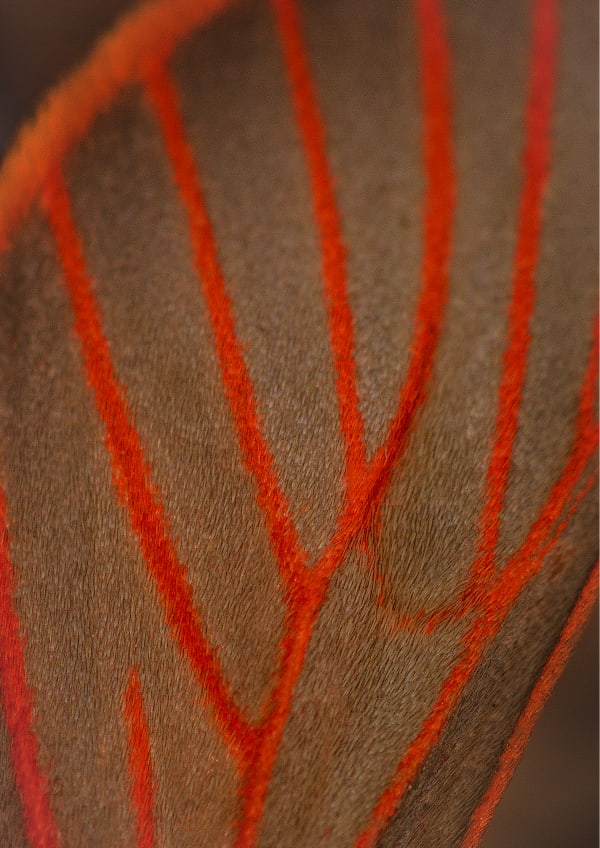Nature Unwrapped Orange - Red Vein Moth