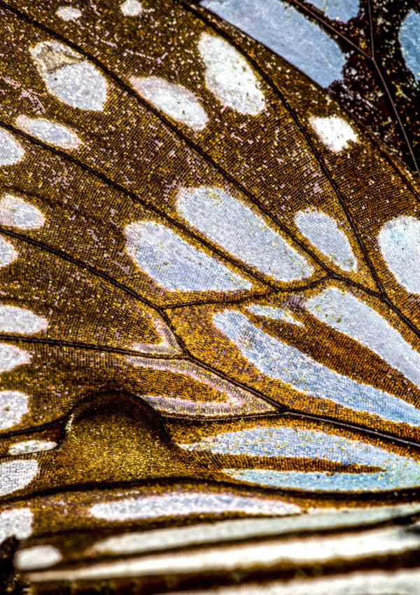 Nature Unwrapped Blue - Forest Monarch Butterfly