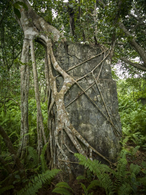 Nature Unwrapped - Jozani Forest II