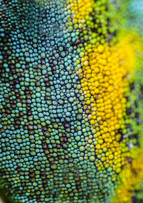 Nature Unwrapped Green - Johnstons Three Horned Chameleon