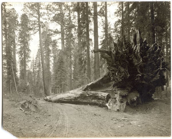 John R. Putnam, Fallen Monarch, Mariposa Grove, Yosemite National Park, c.1896, 1896