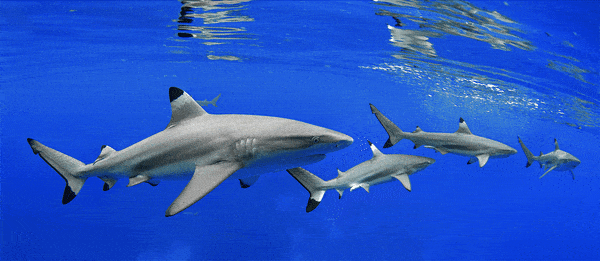 Paul Gruner, 3D Shark Cruising