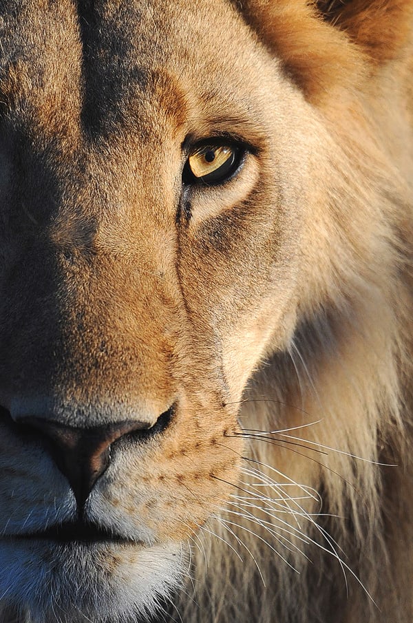 Ron McGill, Focused Power