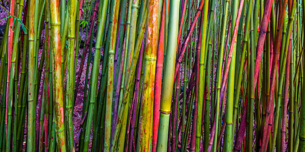 Paul Gruner, Psychedelic