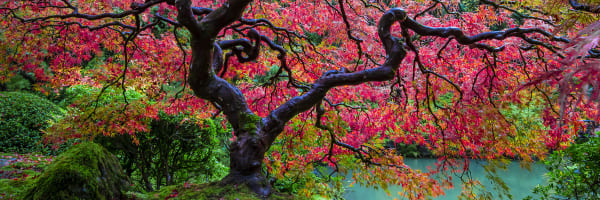 Paul Gruner, Fall Reflections