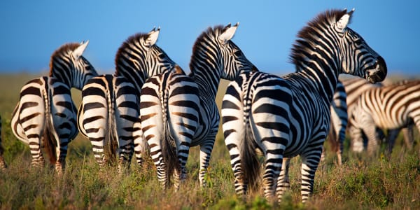 Paul Gruner, Four Zzzz