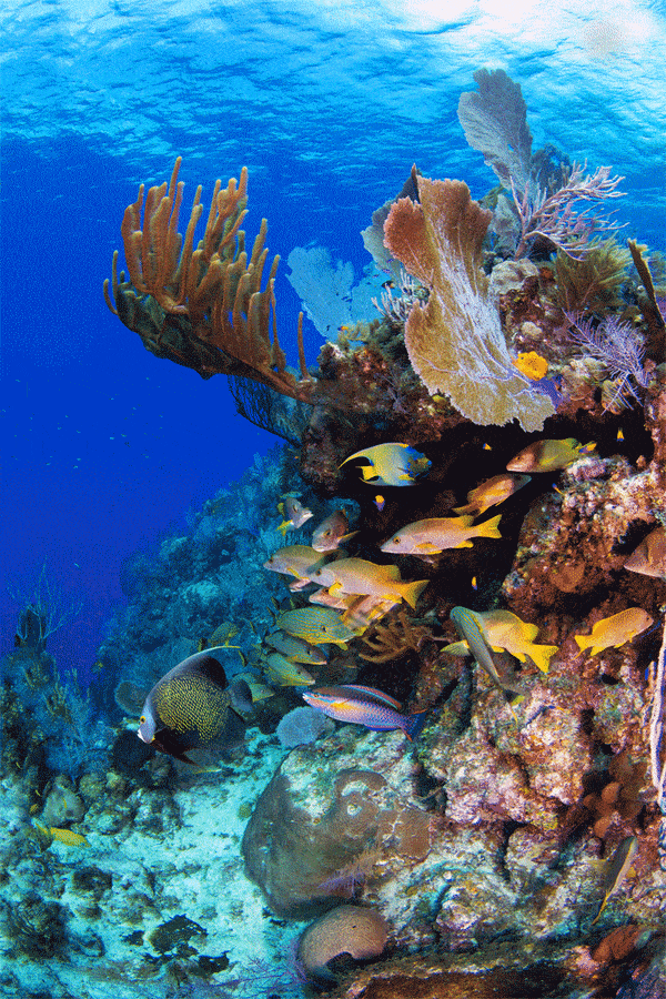 Paul Gruner, 3D Cayman Cornucopia