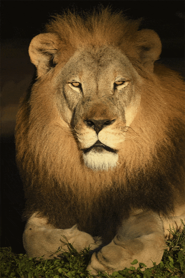 Ron McGill, 3D Lion King