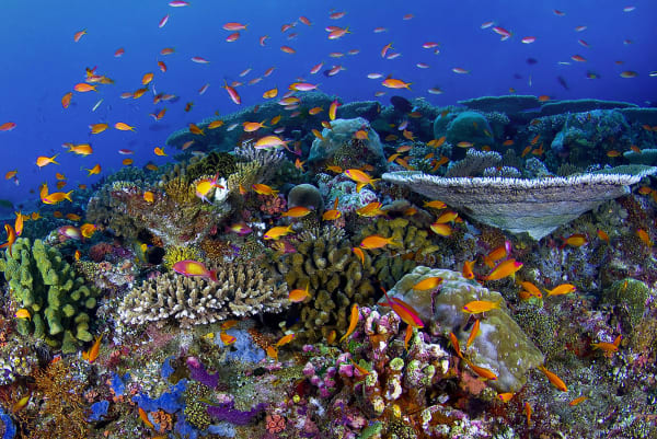 Paul Gruner, Aquarium