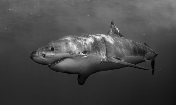 Paul Gruner, Scarface