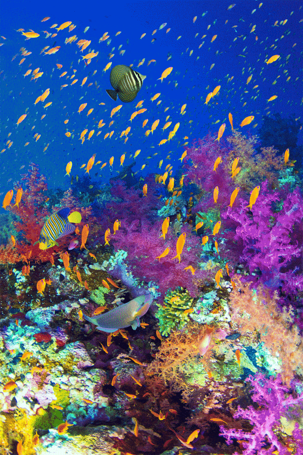 Paul Gruner, 3D Diversity