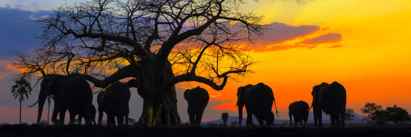 Paul Gruner, Elephant Sundowner