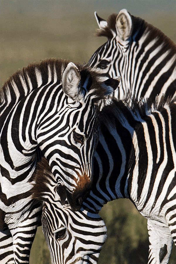 Paul Gruner, 3D Moment of Peace