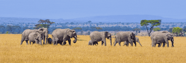 Paul Gruner, 3D Elephant Crossing