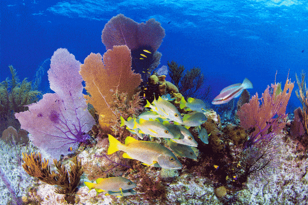 Paul Gruner, 3D Fan City