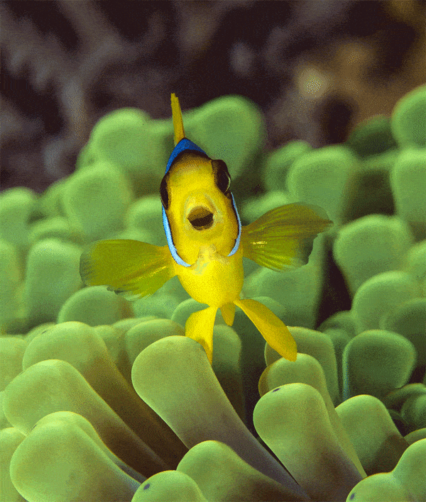 Paul Gruner, 3D Happy Clown Fish