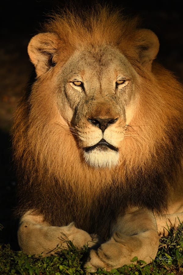 Ron McGill, Lion King