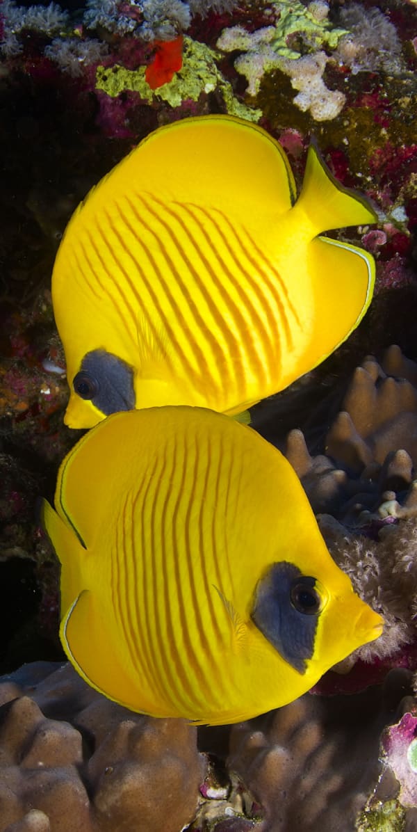 Paul Gruner, Masked Butterfly