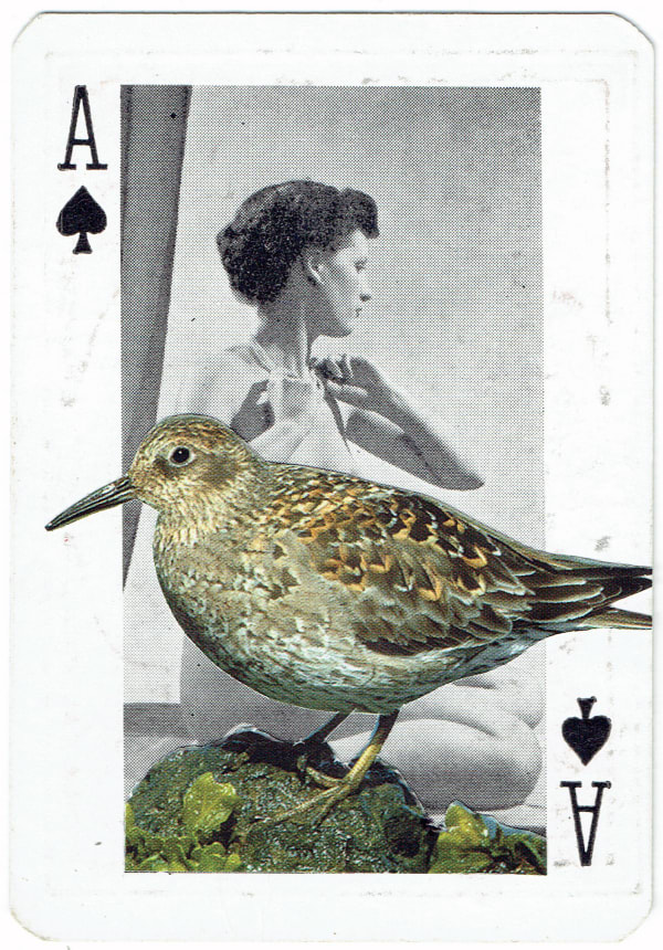 Sarah Hardacre, Ace of Spades Purple Sandpiper, 2016
