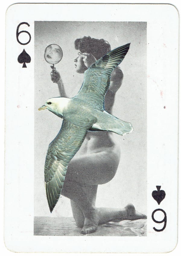 Sarah Hardacre, Six of Spades Fulmar, 2016