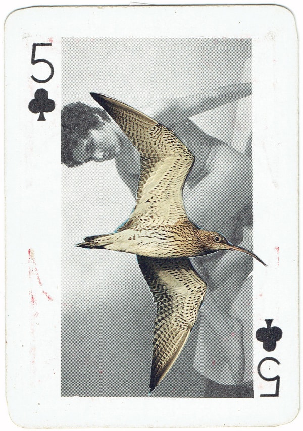 Sarah Hardacre, Five of Clubs Curlew, 2016
