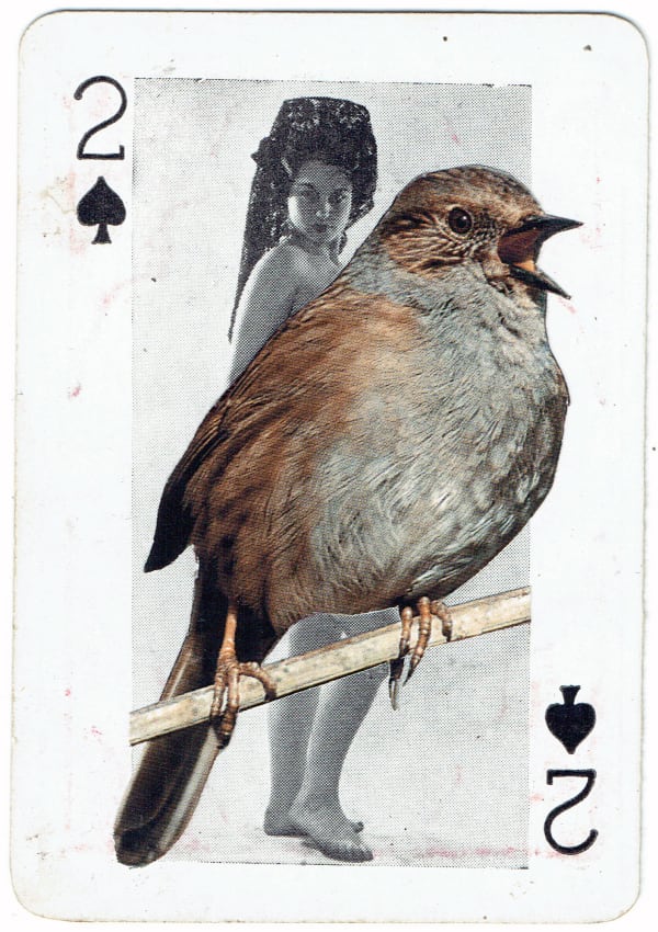 Sarah Hardacre, Two of Spades Dunnock, 2016