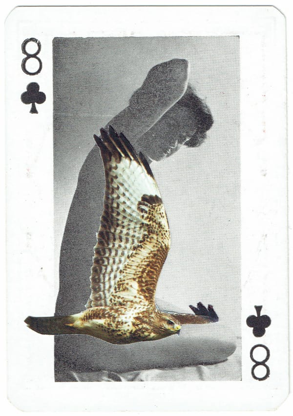 Sarah Hardacre, Eight of Clubs Common Buzzard, 2016