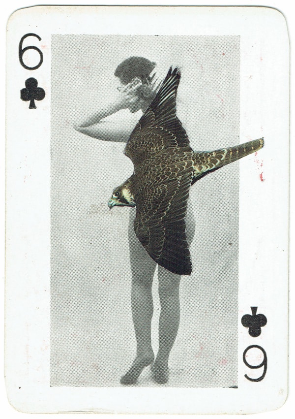 Sarah Hardacre, Six of Clubs Peregrine Falcon, 2016
