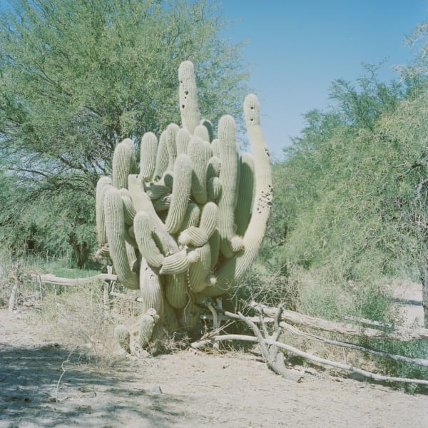 Susannah Baker-Smith, 'Another Living Soul' 20, 2020